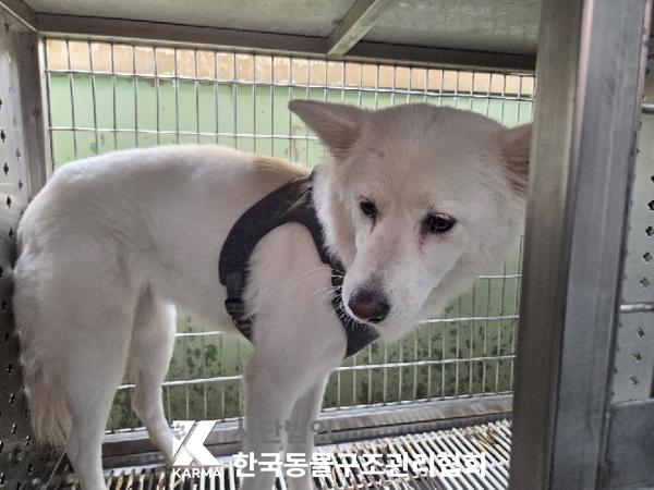 한국동물구조관리협회_411315202500579